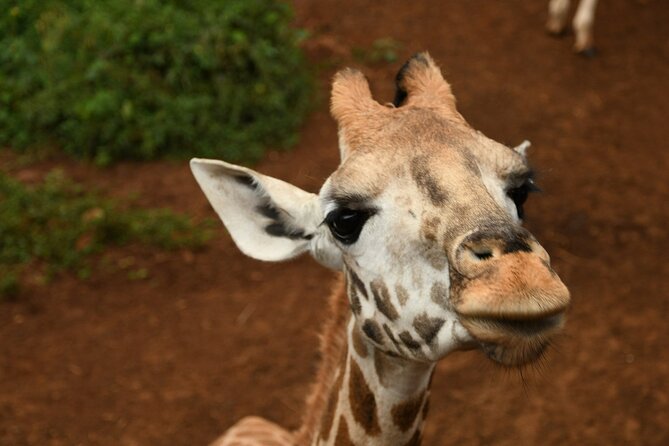 Half Day Tour to Elephant Orphanage & Giraffe Centre Nairobi - The Sum Up