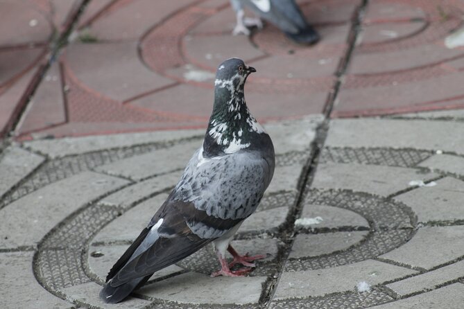 Harar, Eastern Ethiopia; 3 Days / 2 Nights - Traditional Houses and Museums Exploration