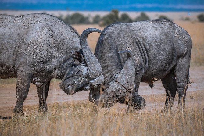 Hells Gate Park & Lake Naivasha Boat Ride Day Tour - Frequently Asked Questions