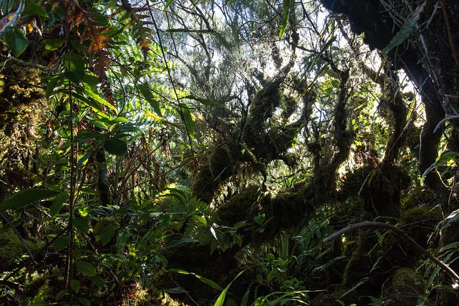 Hike: Bélouve Rainforest and Trou De Fer - Operated by