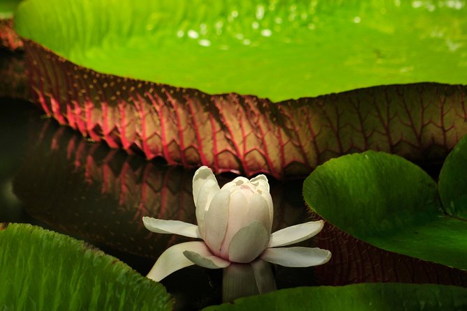 Historical Guided Day Tour : City - Sugar World - Botanical Garden - Customer Reviews