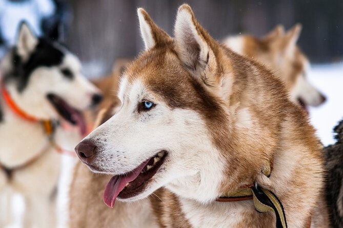 Husky Sledding Ride in Levi 5 KM - Reservation Instructions