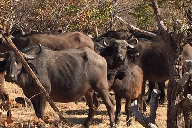 Hwange National Park 3 Days Package - Frequently Asked Questions