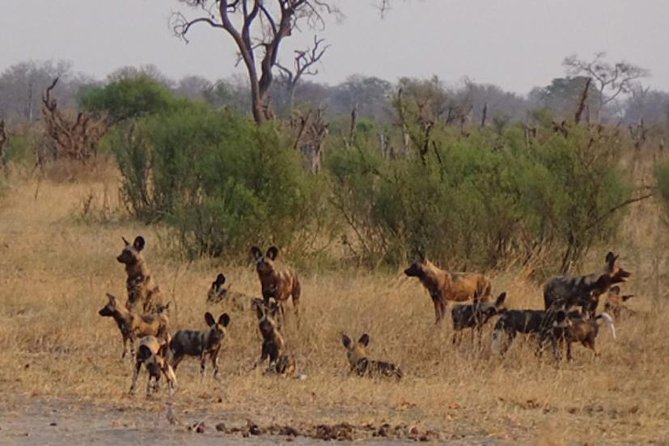 Hwange National Park Camping Safari From Victoria Falls (2 Nights) - Customer Reviews and Testimonials