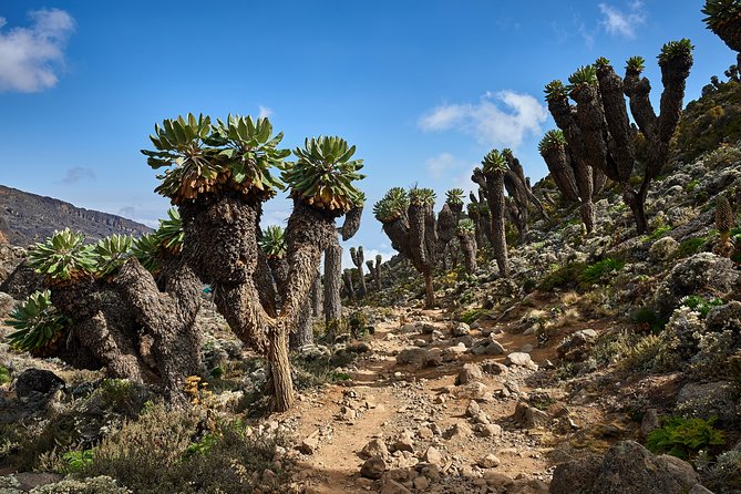 Kilimanjaro Climb by Lemosho Route (7-Day) - Booking Confirmation and Directions