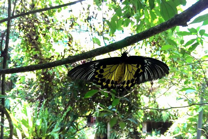 KL Butterfly Park Admission With Kuala Lumpur Famous Landmarks - Venue Highlights