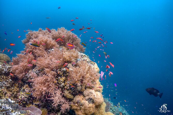 Kota Kinabalu Leisure Scuba Diving Trip (3 Dives) - Booking Information