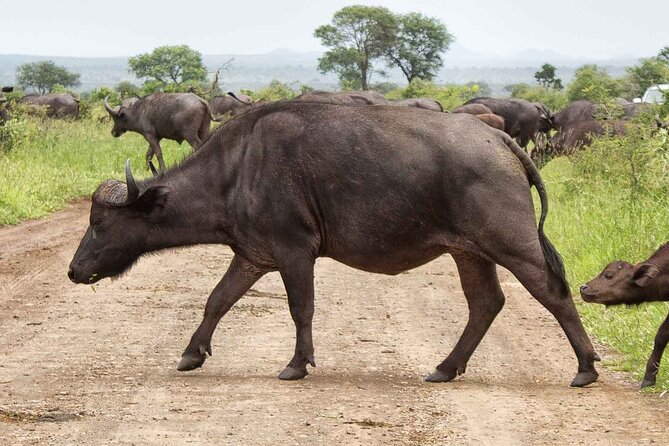 Kruger National Park - 1 Day (Open Vehicle) - Frequently Asked Questions