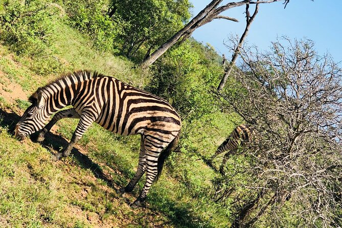 Kruger National Park Full-Day Tour - Logistics and Operating Hours