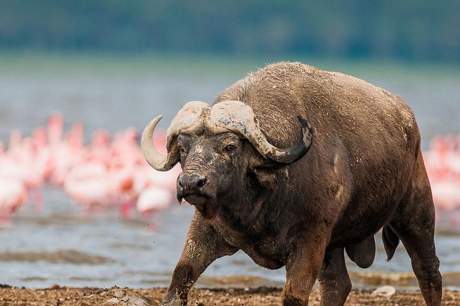 Lake Nakuru Day Trip From Nairobi - Private Tour of Lake Nakuru