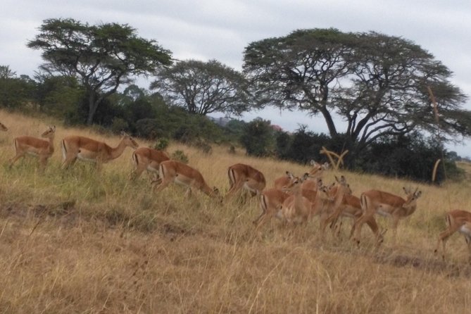 Lake Nakuru National Park Day Tour From Nairobi - Tour Logistics