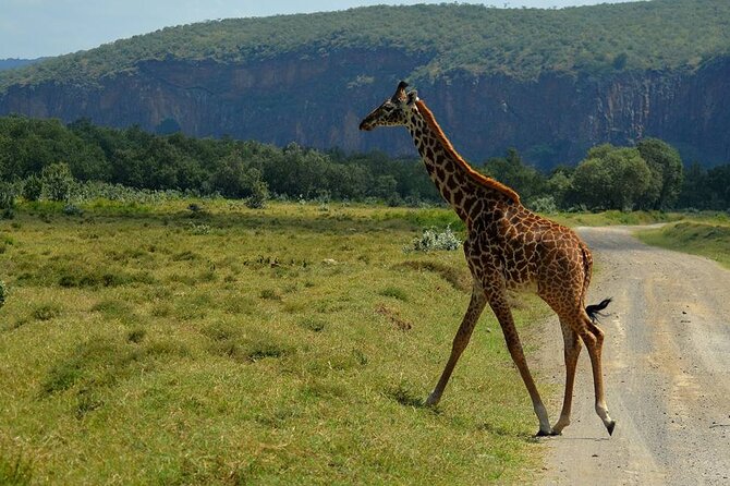 Lake Nakuru National Park Wildlife Private Day Tour From Nairobi - The Sum Up