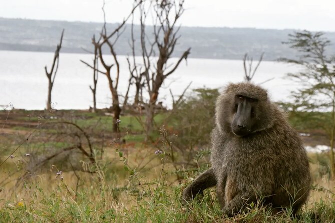 Lake Nakuru NP Half-Day Safari - Accessibility and Participation Details