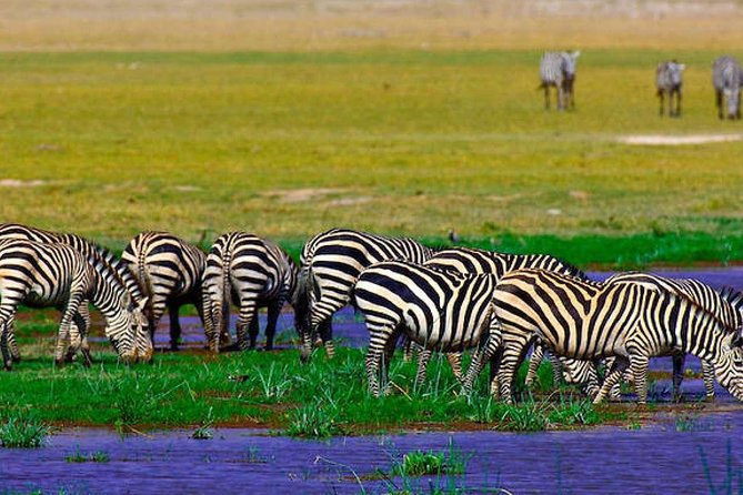 Lake Nakuru Park/Lakenaivasha Boat Ride Riftvalley Day Trip - Tour Details