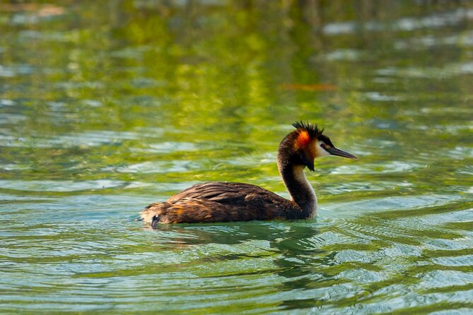 Lake Skadar: Early-morning Birdwatching and Photography Tour - Frequently Asked Questions