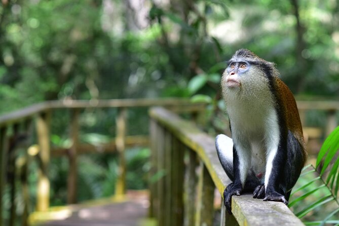 Lekki Conservation Center Extraordinary Tour - Pickup Information