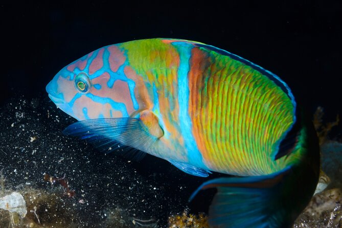 LEstartit: Snorkeling in the Medes Islands - Cancellation Policy and Refunds