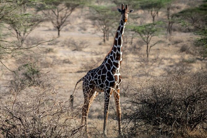 Maasai Mara 3 Day Guided Tour - Tour Itinerary
