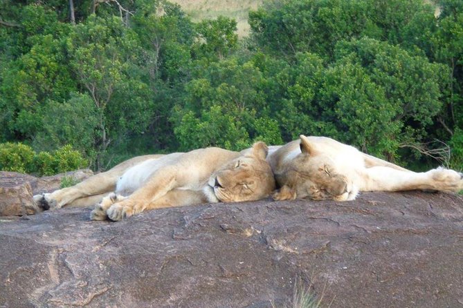 Masai Mara 3-Day Guided Tour 2024 - Nairobi - The Sum Up