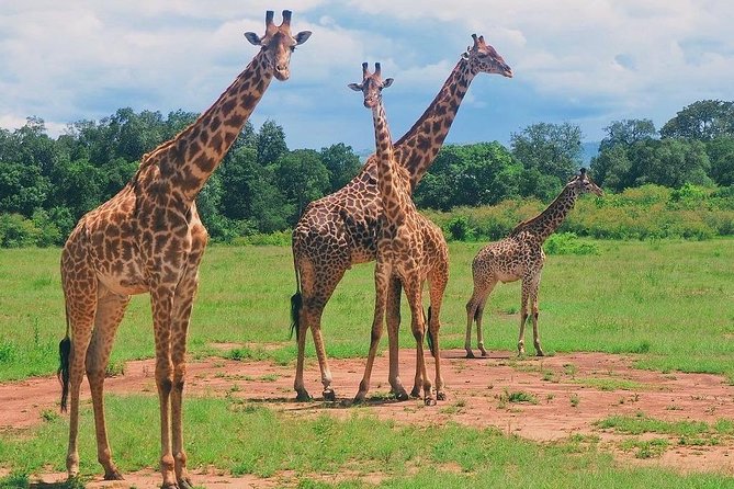 Masai Mara 3 Day Safari | Private 4WD Jeep Tour - The Sum Up