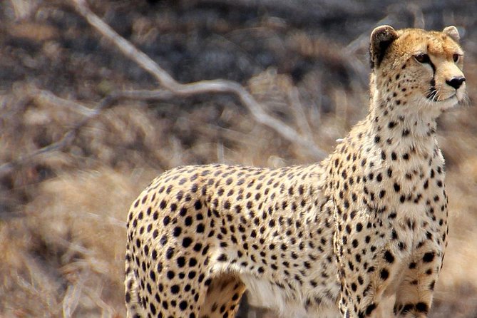 Masai Mara 3 Days Luxury Tented Safari - Frequently Asked Questions