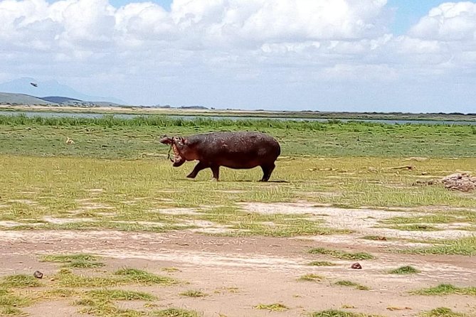 Masai Mara Full Day Tour From Nairobi, Naivasha or Nakuru - Pricing Details