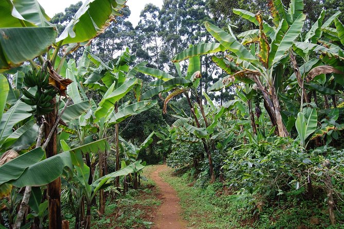 Materuni Village Tour, Waterfalls, Coffee & Culture Excursions - Booking Details