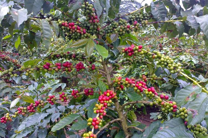 Materuni Waterfall Hike & Coffee Tour - The Sum Up