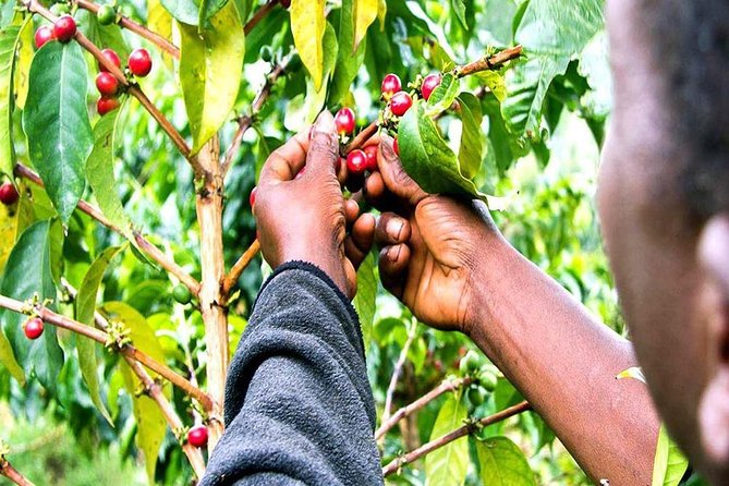 Materuni Waterfalls, Coffee and Village Full Day Tour - Schedule and Duration