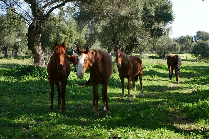 Meditation Activity: Mindfulness With Horses in Zahora - Weather Considerations
