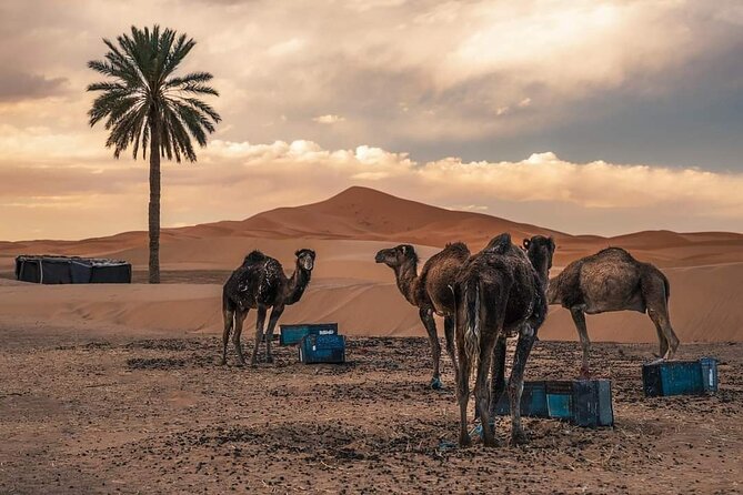 Merzouga Morning Desert Safari With 4x4 & More Activities - Overview of Merzouga Morning Desert Safari