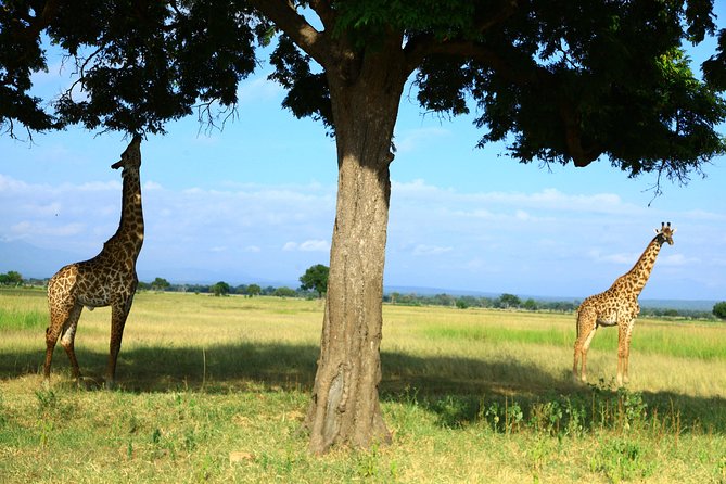 Mikumi National Park(3Days) - Reviews and Ratings