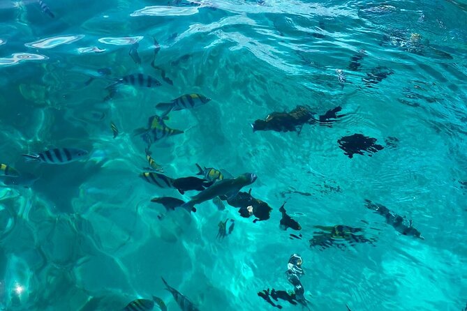Mnemba Island Dolphin Tour and Stonetown Walking Tour - Meeting and Pickup