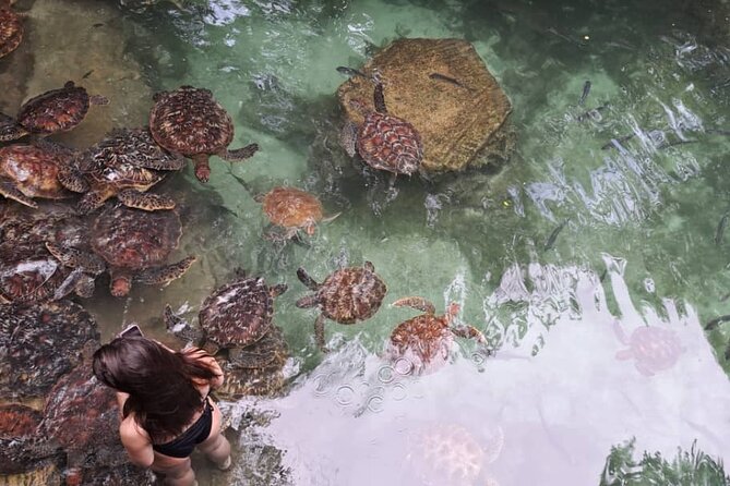 Mnemba Snorkeling, Dolphin and Baraka Natural Aquarium - Cancellation Policy and Pricing