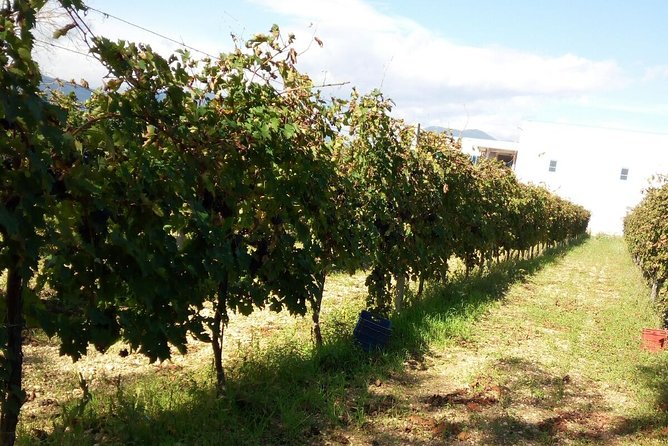 Monteriggioni San Gimignano and Castellina in Chianti Fullday From Rome - Additional Info