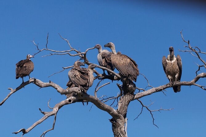 Moremi Full Day Trip In The World Renowned Moremi Game Reserve - Departure Details
