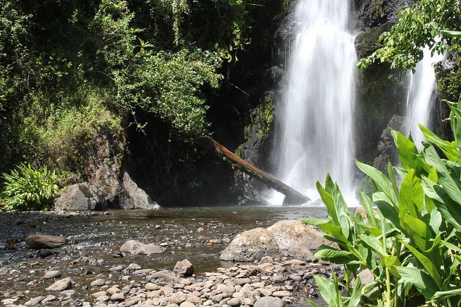 Mount Kilimanjaro Day Hike - Pickup Details and Timing