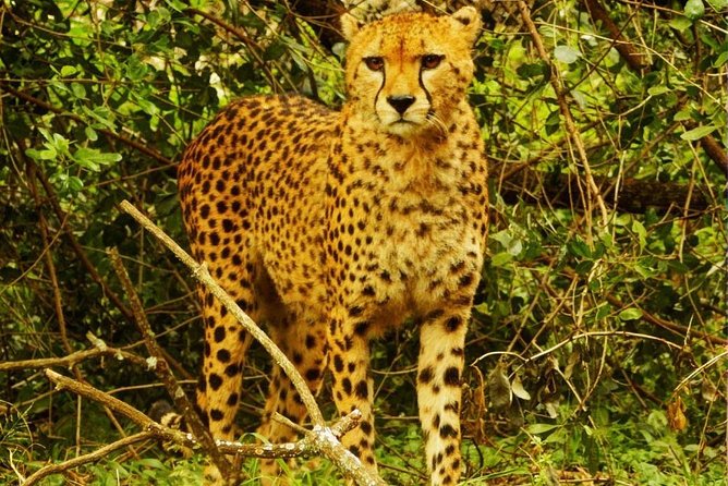 Nairobi City Excursions and Highligts Guided Tour With Free Pick and Droop off - Additional Information