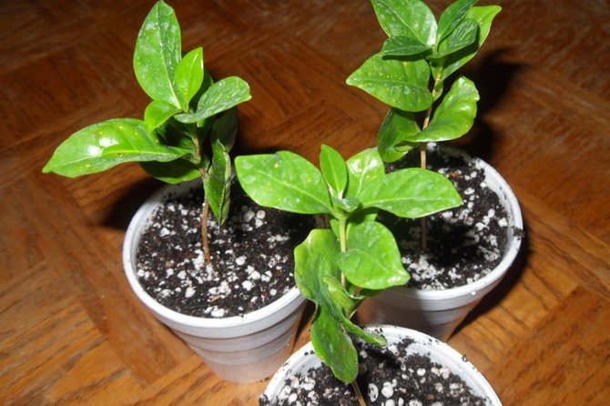 Nairobi Day Tour to the Coffee Farm - Transportation Details