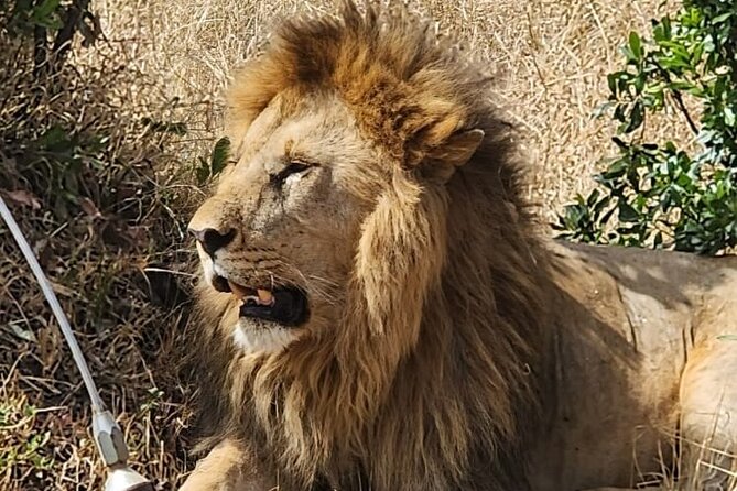 Nairobi National Park and Giraffe Centre Guided Safari Tour - Pricing and Reviews
