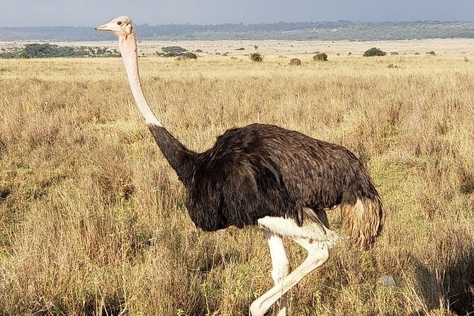 Nairobi National Park Game Drive - Confirmation and Accessibility