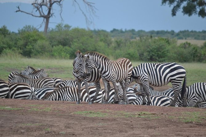 Nairobi National Park Game Drive - Expectations and Additional Info