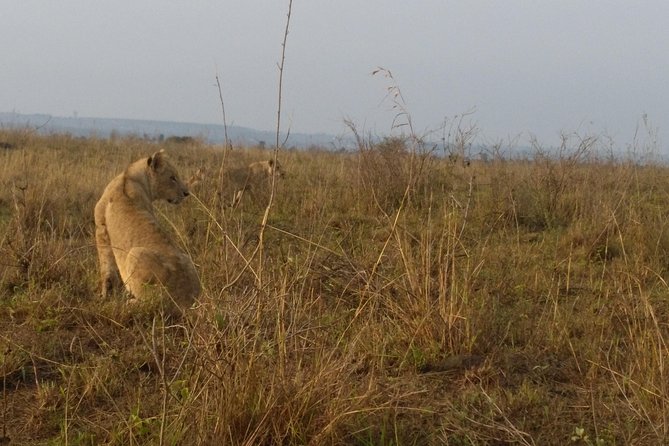 Nairobi National Park, Giraffe Center & Karen Blixen Museum - Pricing and Offers