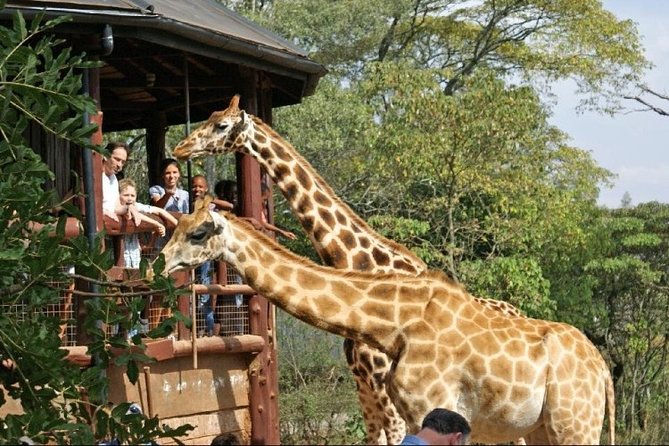 Nairobi National Park, Giraffe Center & National Museum Guided Tour - Tour Reservation Guidelines