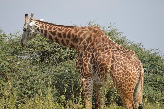 Nairobi National Park Half Day Tour - End Point