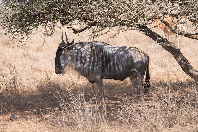 Nairobi National Park Morning Or Afternoon Game Drive - Cancellation Policy