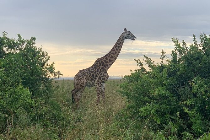 Nairobi National Park,Giraffe Centre, Karen Blixen Museum. - Frequently Asked Questions