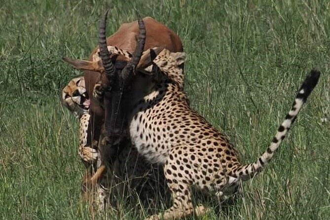 Nairobi Park Wildlife Safari - Price