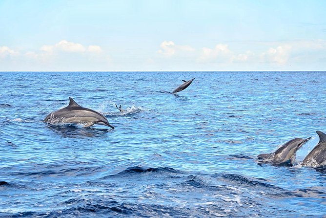 Nature Discovery Tour: Dolphins, Tortoises, the Wild South & More - Itinerary Details