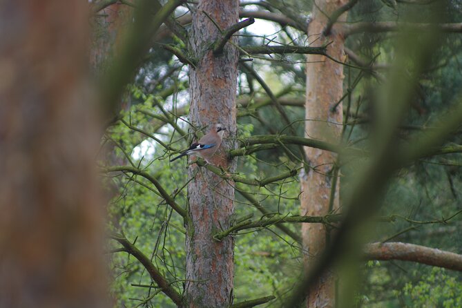 Nature Walk and Wildlife Tour in Sobieszewo Island - Directions